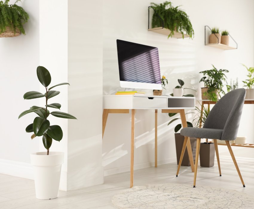 Modern workplace in room decorated with green potted plants. Home design